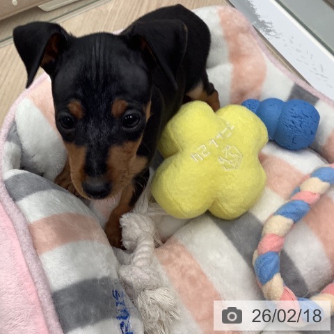 ミニチュア・ピンシャーの写真