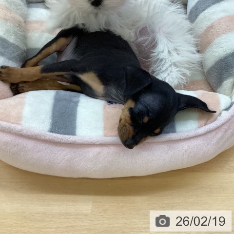 埼玉県のミニチュアピンシャー (ペットプラス 羽生店/2025年12月19日生まれ/男の子/ブラックタン)の子犬の4枚目の画像