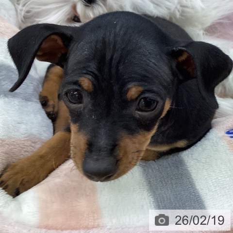 埼玉県のミニチュアピンシャー (ペットプラス 羽生店/2025年12月19日生まれ/男の子/ブラックタン)の子犬の3枚目の画像