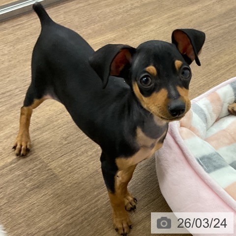 千葉県のミニチュアピンシャー (ペッツワン 千葉ニュータウン店/2025年12月19日生まれ/男の子/ブラックタン)の子犬の4枚目の画像