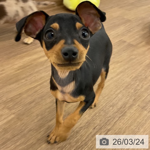 千葉県のミニチュアピンシャー (ペッツワン 千葉ニュータウン店/2025年12月19日生まれ/男の子/ブラックタン)の子犬の3枚目の画像