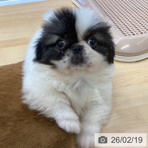 埼玉県のペキニーズ (ペットプラス 羽生店/2025年12月20日生まれ/男の子/パーティーカラー)の子犬の4枚目の画像