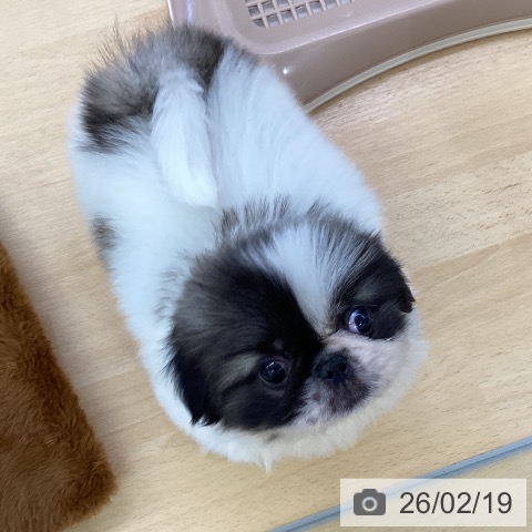 埼玉県のペキニーズ (ペットプラス 羽生店/2025年12月20日生まれ/男の子/パーティーカラー)の子犬の3枚目の画像