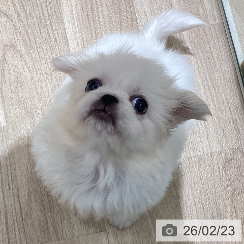 宮城県のペキニーズ (ペットプラス 仙台上杉店/2025年12月20日生まれ/女の子/ホワイト)の子犬の3枚目の画像