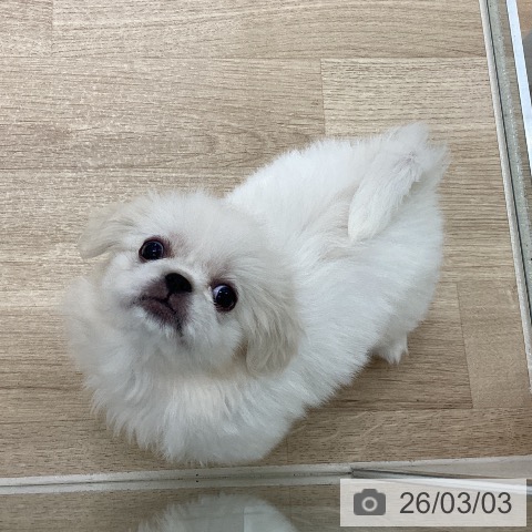 宮城県のペキニーズ (ペットプラス 仙台上杉店/2025年12月20日生まれ/女の子/ホワイト)の子犬の4枚目の画像