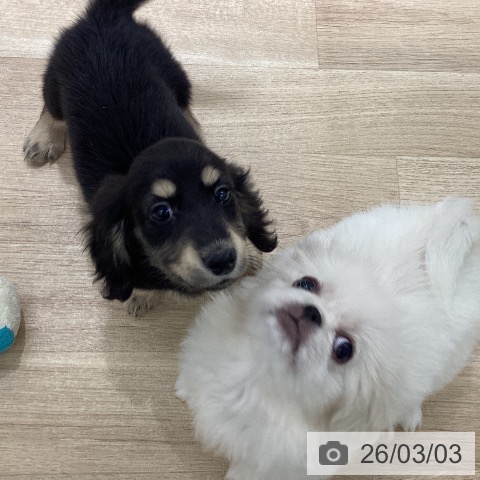 宮城県のペキニーズ (ペットプラス 仙台上杉店/2025年12月20日生まれ/女の子/ホワイト)の子犬の3枚目の画像