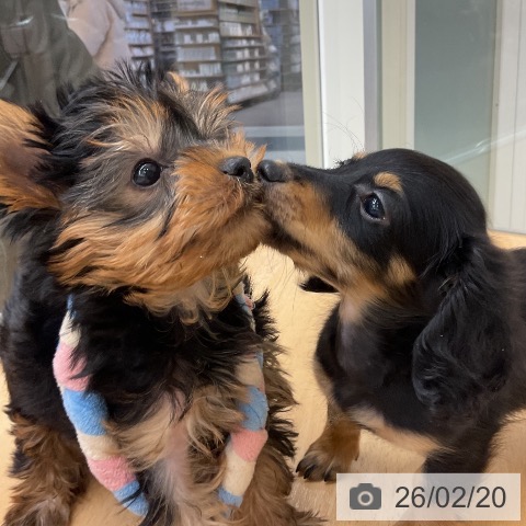 ヨークシャー・テリアの写真