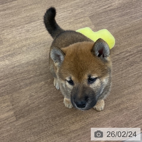 千葉県の柴犬(標準サイズ) (ペッツワン 千葉ニュータウン店/2025年12月20日生まれ/男の子/赤)の子犬の3枚目の画像