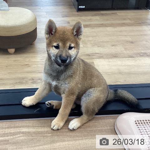 茨城県の柴犬(標準サイズ) (ペッツワン つくば店/2025年12月20日生まれ/男の子/赤)の子犬の3枚目の画像