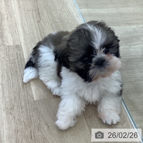 千葉県のシーズー (ペットプラス 船橋店/2025年12月20日生まれ/女の子/ホワイトゴールド)の子犬の4枚目の画像