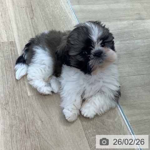 千葉県のシーズー (ペットプラス 船橋店/2025年12月20日生まれ/女の子/ホワイトゴールド)の子犬の3枚目の画像