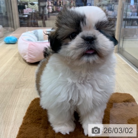東京都のシーズー (ペットプラス アクアシティお台場店/2025年12月20日生まれ/女の子/ホワイトゴールド)の子犬の4枚目の画像