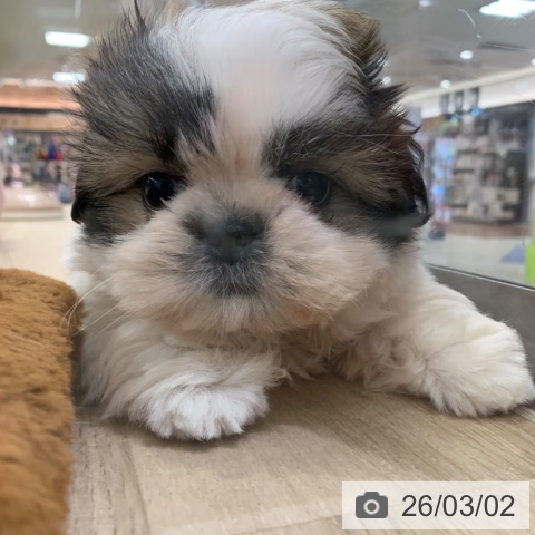 東京都のシーズー (ペットプラス アクアシティお台場店/2025年12月20日生まれ/女の子/ホワイトゴールド)の子犬の3枚目の画像