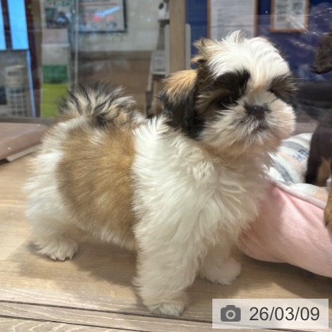 東京都のシーズー (ペットプラス アクアシティお台場店/2025年12月20日生まれ/女の子/ホワイトゴールド)の子犬の3枚目の画像