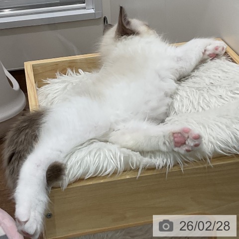 埼玉県のラグドール (ペッツワン 吉川美南店/2025年12月20日生まれ/男の子/シールポイントバイカラー)の子猫の3枚目の画像