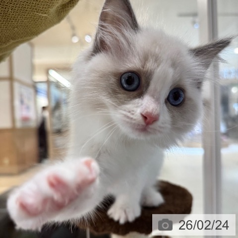 東京都のラグドール (ペットプラス アクアシティお台場店/2025年12月20日生まれ/女の子/ブルーポイントバイカラー)の子猫の4枚目の画像
