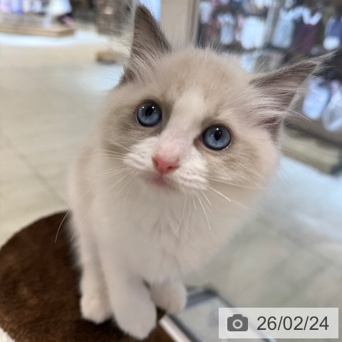 東京都のラグドール (ペットプラス アクアシティお台場店/2025年12月20日生まれ/女の子/ブルーポイントバイカラー)の子猫の3枚目の画像