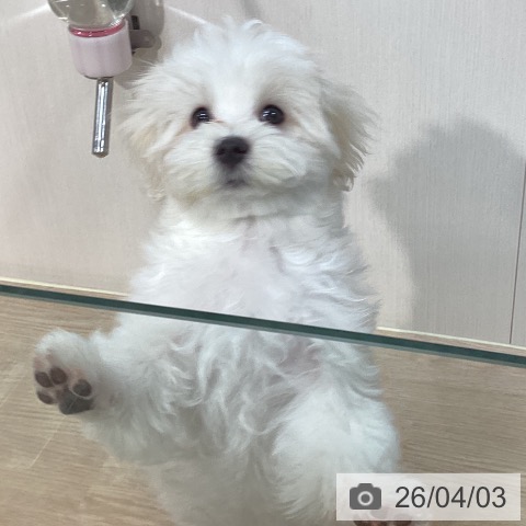 千葉県のマルチーズ (ペットプラス 柏店/2025年12月21日生まれ/男の子/ホワイト)の子犬の4枚目の画像