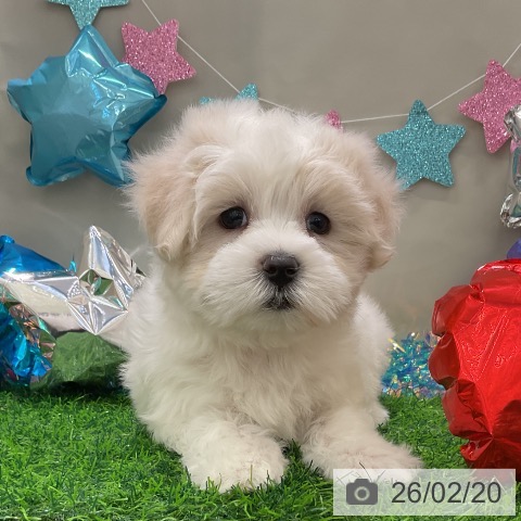 マルチーズの写真