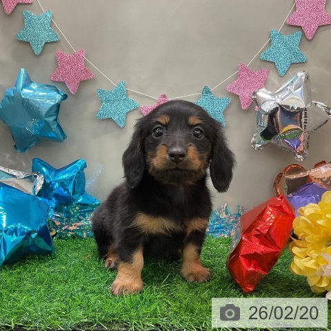 ミニチュア・ダックスフンドの写真