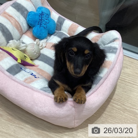 千葉県のミニチュアダックスフンド(ロング) (ペットプラス 柏店/2025年12月21日生まれ/女の子/ブラックタン)の子犬の4枚目の画像