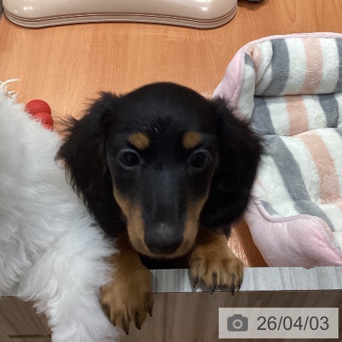 千葉県のミニチュアダックスフンド(ロング) (ペットプラス 柏店/2025年12月21日生まれ/女の子/ブラックタン)の子犬の4枚目の画像