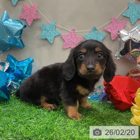 ミニチュア・ダックスフンドの写真