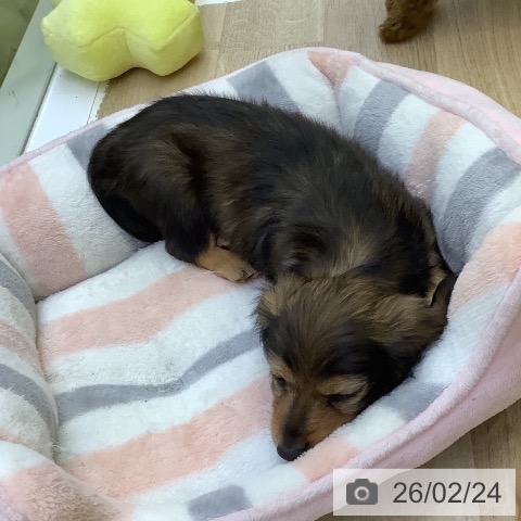 山梨県のミニチュアダックスフンド(ロング) (ペットプラス 甲府昭和店/2025年12月21日生まれ/女の子/シェーデットレッド)の子犬の4枚目の画像