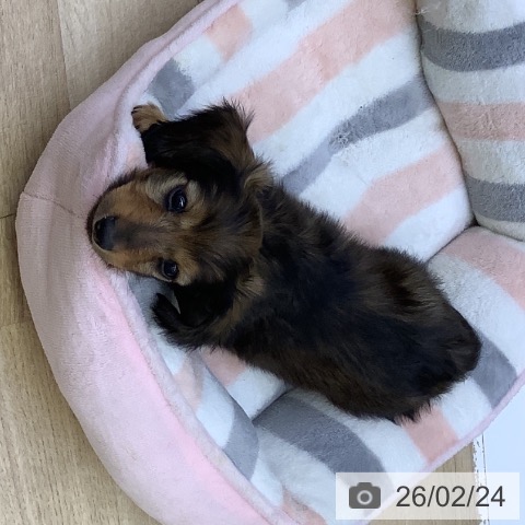 山梨県のミニチュアダックスフンド(ロング) (ペットプラス 甲府昭和店/2025年12月21日生まれ/女の子/シェーデットレッド)の子犬の3枚目の画像