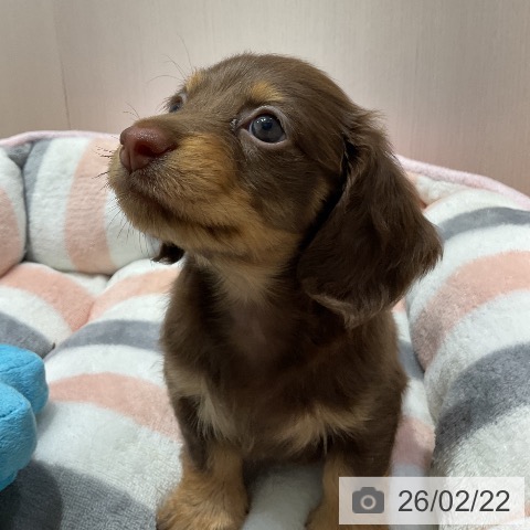 ミニチュア・ダックスフンドの写真