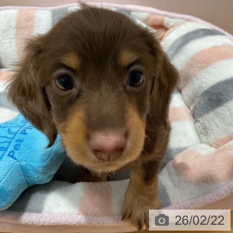 ミニチュア・ダックスフンドの写真