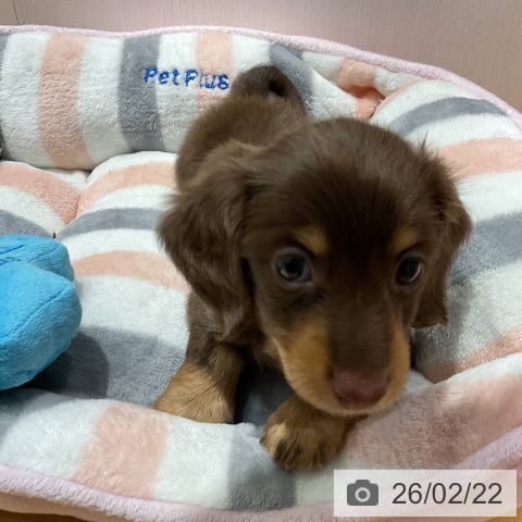 ミニチュア・ダックスフンドの写真