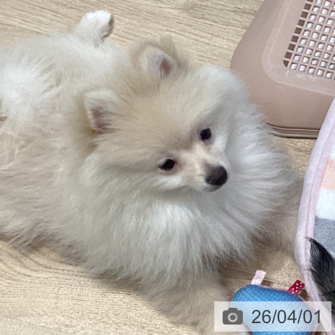 ポメラニアンの写真