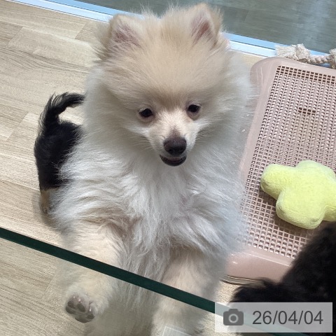 ポメラニアンの写真