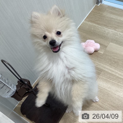 ポメラニアンの写真