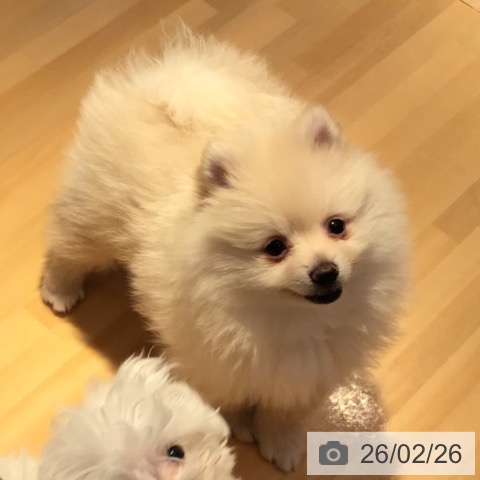 山形県のポメラニアン (ペットプラス 天童店/2025年12月21日生まれ/女の子/クリーム)の子犬の3枚目の画像