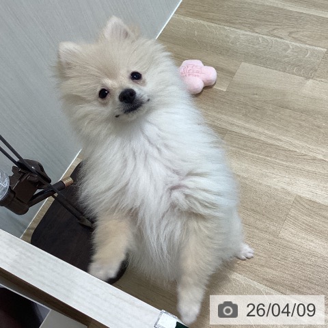 ポメラニアンの写真