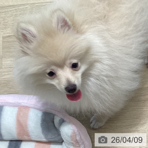 ポメラニアンの写真