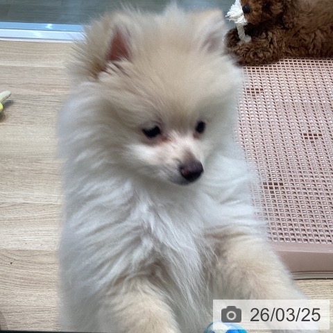 宮城県のポメラニアン (ペットプラス 仙台泉大沢店/2025年12月21日生まれ/女の子/クリーム)の子犬の4枚目の画像