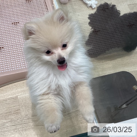 宮城県のポメラニアン (ペットプラス 仙台泉大沢店/2025年12月21日生まれ/女の子/クリーム)の子犬の3枚目の画像