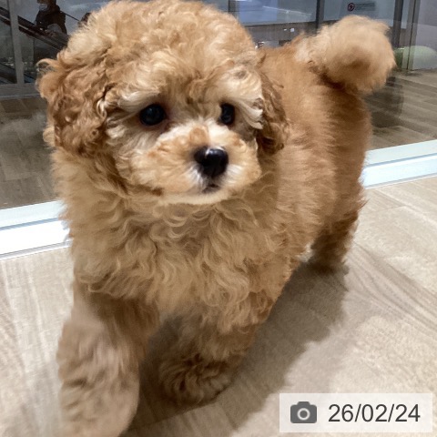 宮城県のトイプードル(トイ) (ペットプラス 仙台上杉店/2025年12月14日生まれ/男の子/アプリコット)の子犬の4枚目の画像