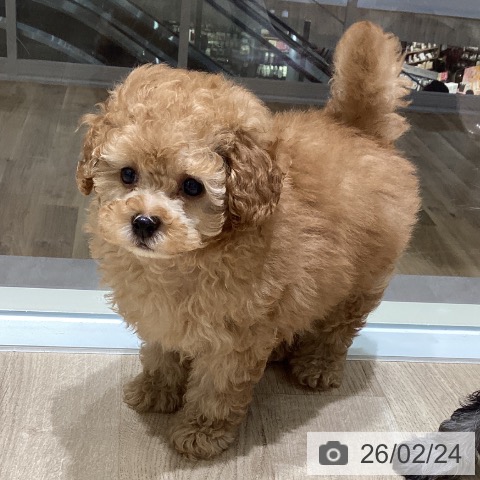 宮城県のトイプードル(トイ) (ペットプラス 仙台上杉店/2025年12月14日生まれ/男の子/アプリコット)の子犬の3枚目の画像