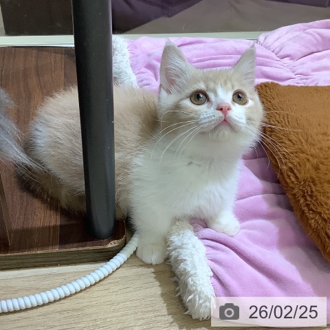東京都のマンチカン (ペットプラス 日の出店/2025年12月12日生まれ/男の子/クリームタビーホワイト)の子猫の3枚目の画像
