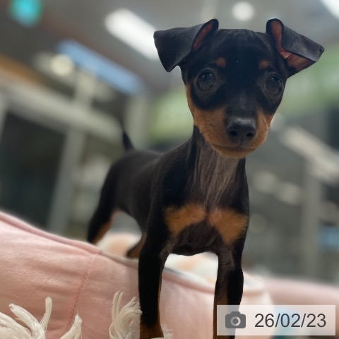 ミニチュア・ピンシャーの写真