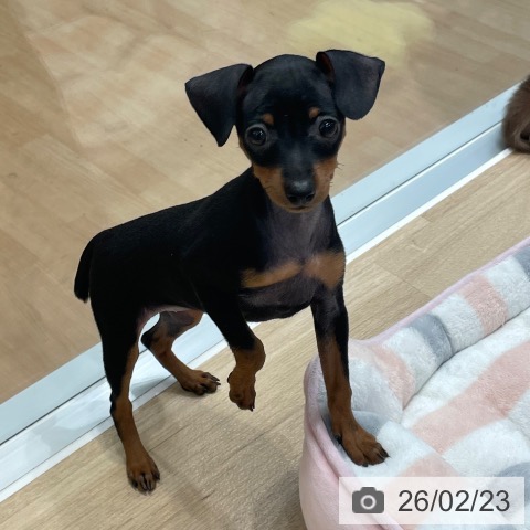 ミニチュア・ピンシャーの写真