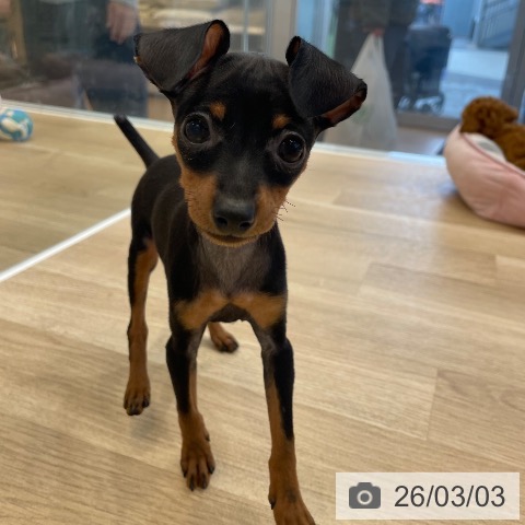 神奈川県のミニチュアピンシャー (ペットプラス テラスモール湘南店/2025年12月22日生まれ/女の子/ブラックタン)の子犬の3枚目の画像