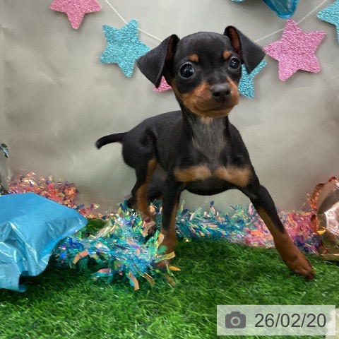 ミニチュア・ピンシャーの写真