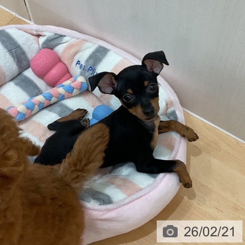 ミニチュア・ピンシャーの写真