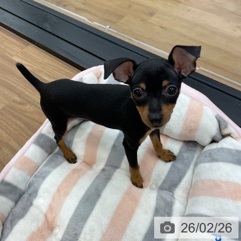 茨城県のミニチュアピンシャー (ペッツワン つくば店/2025年12月22日生まれ/女の子/ブラックタン)の子犬の4枚目の画像