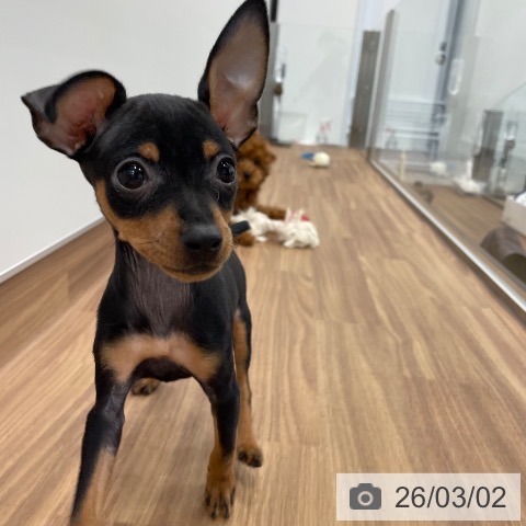 茨城県のミニチュアピンシャー (ペッツワン つくば店/2025年12月22日生まれ/女の子/ブラックタン)の子犬の4枚目の画像